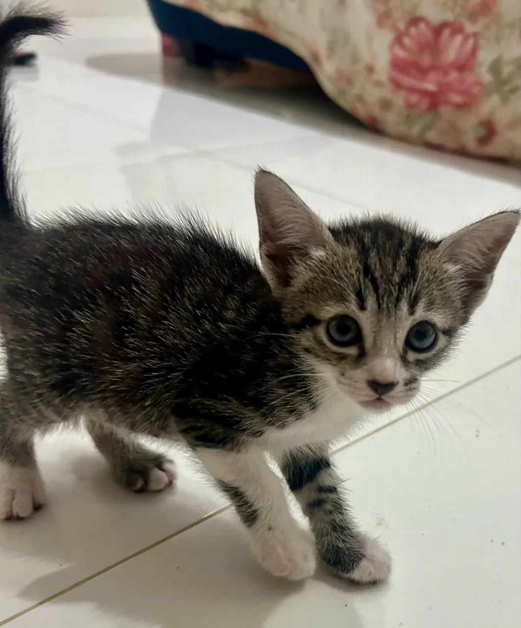 Gato filhote adoção  - Foto 5