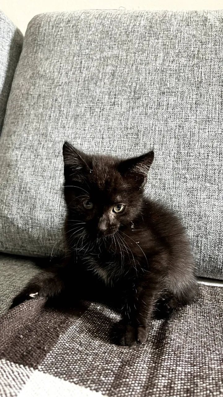 Gatinho para adoção - Foto 2