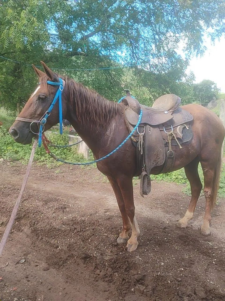 Égua  - Foto 3