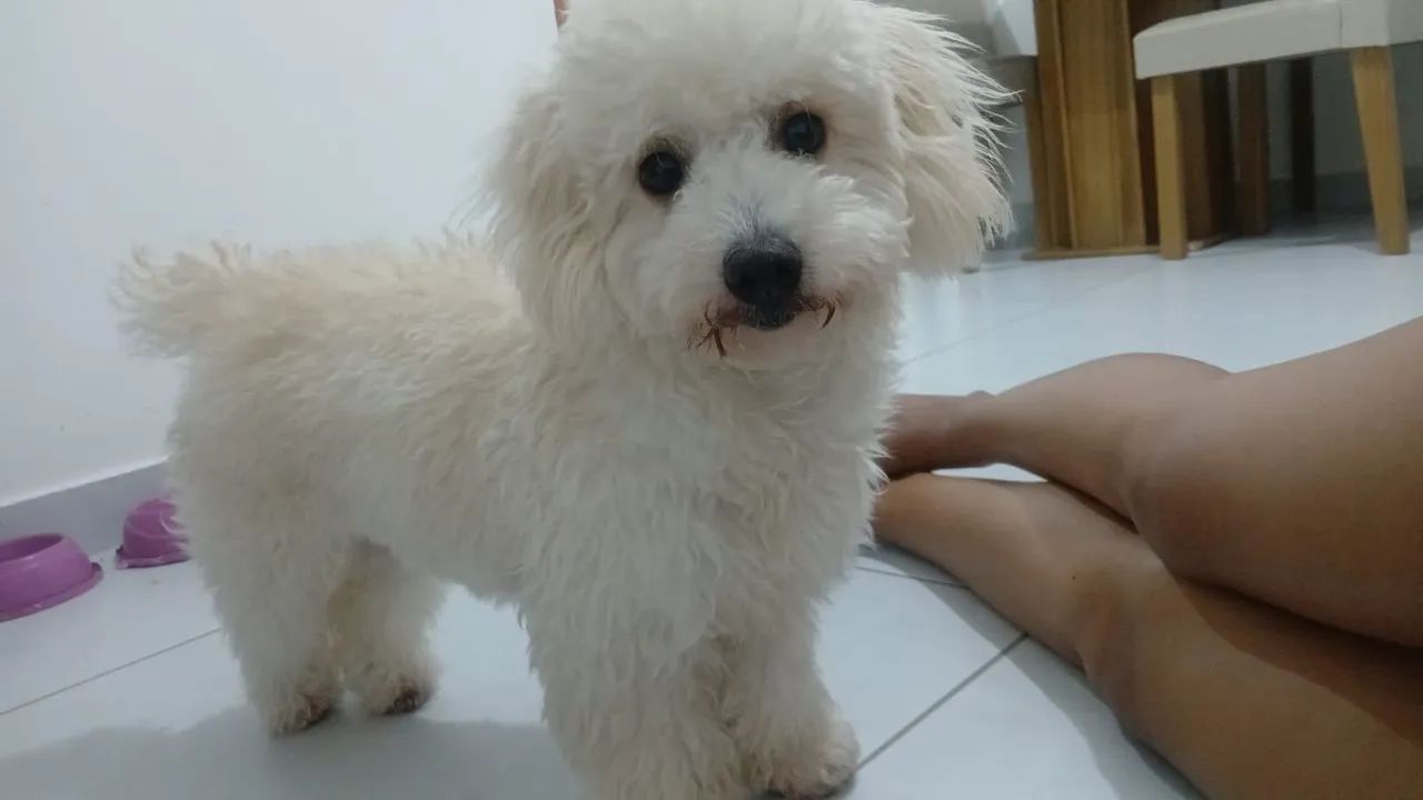 Cachorrinha Poodle Fêmea 