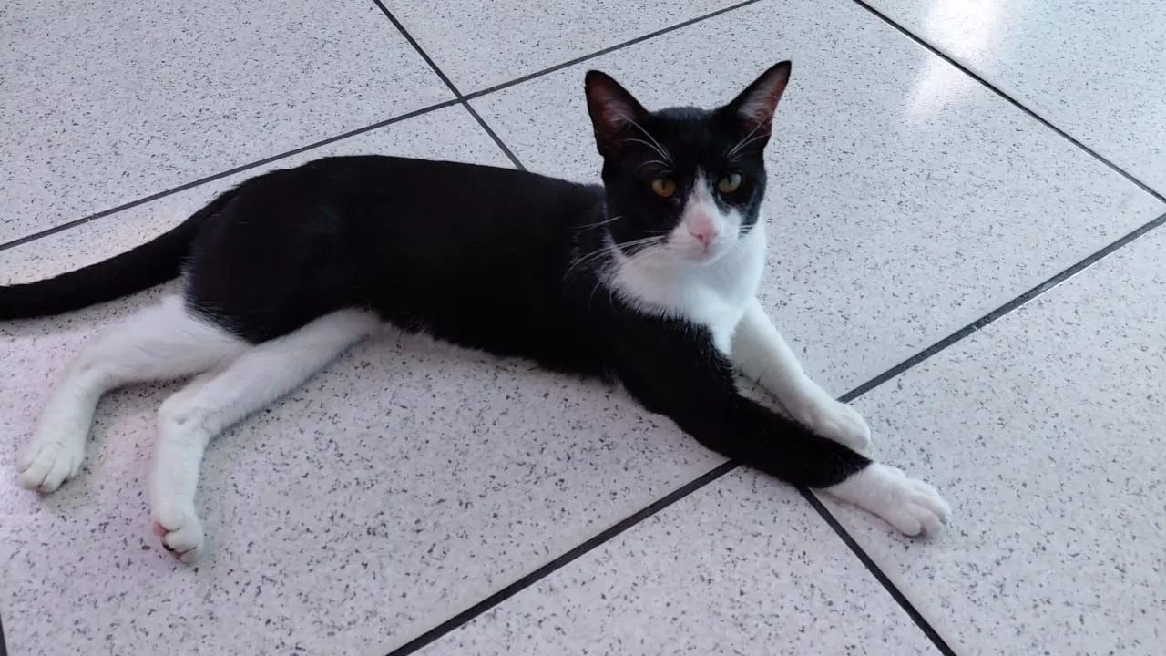 Adoção responsável. 