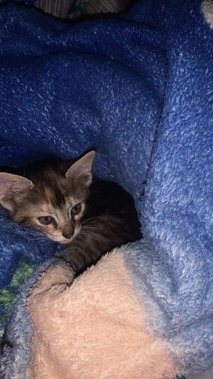 Doação gatinhos  - Foto 3