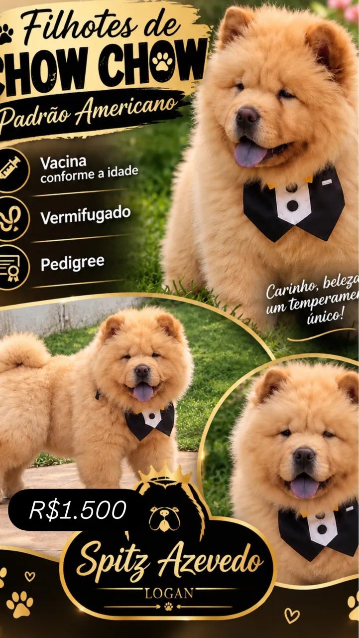 Chow Chow padrão americano 