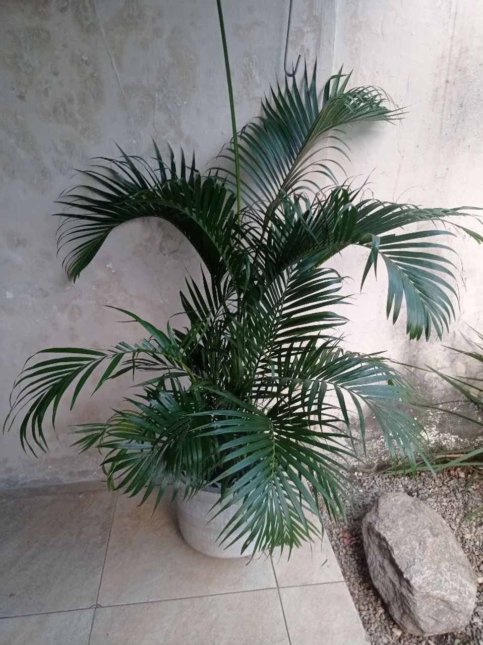 Areca bambu, palmeira de salão - Foto 2