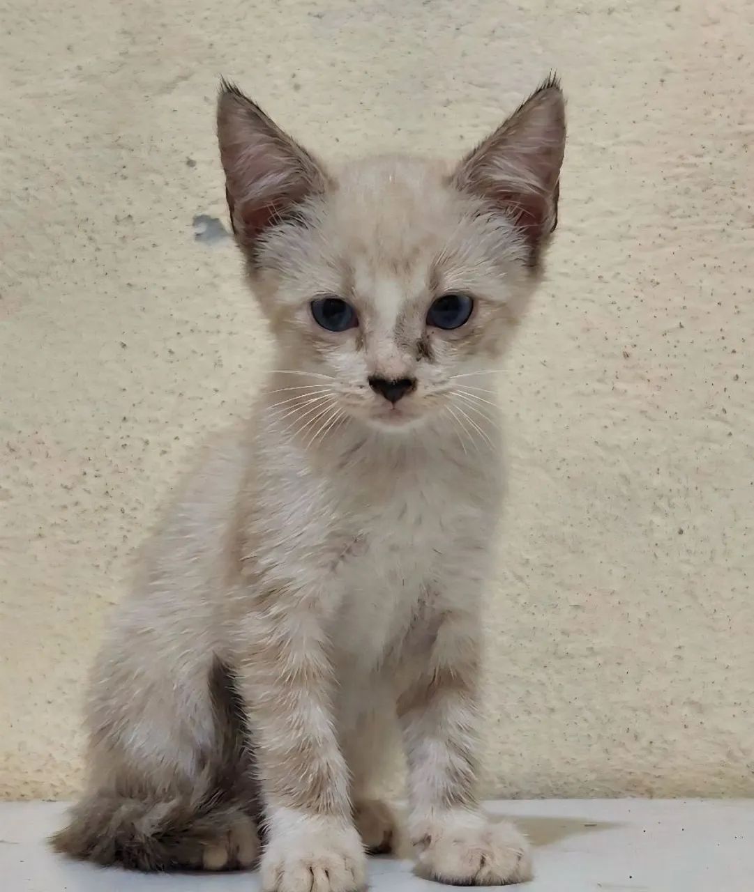Gatos para Adoção Responsável - 45 dias