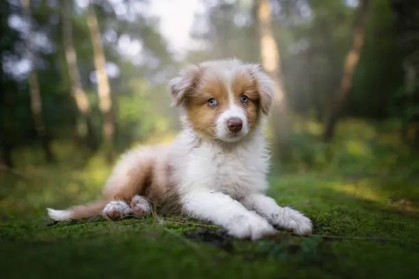 Border Collie Cheio de Energia ?