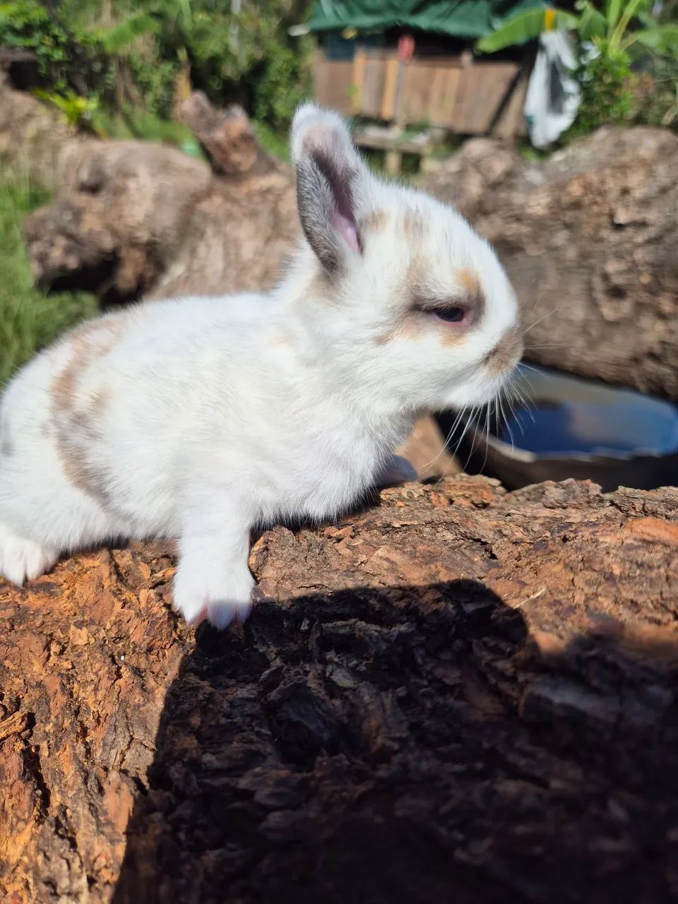 Coelhos  - Foto 3