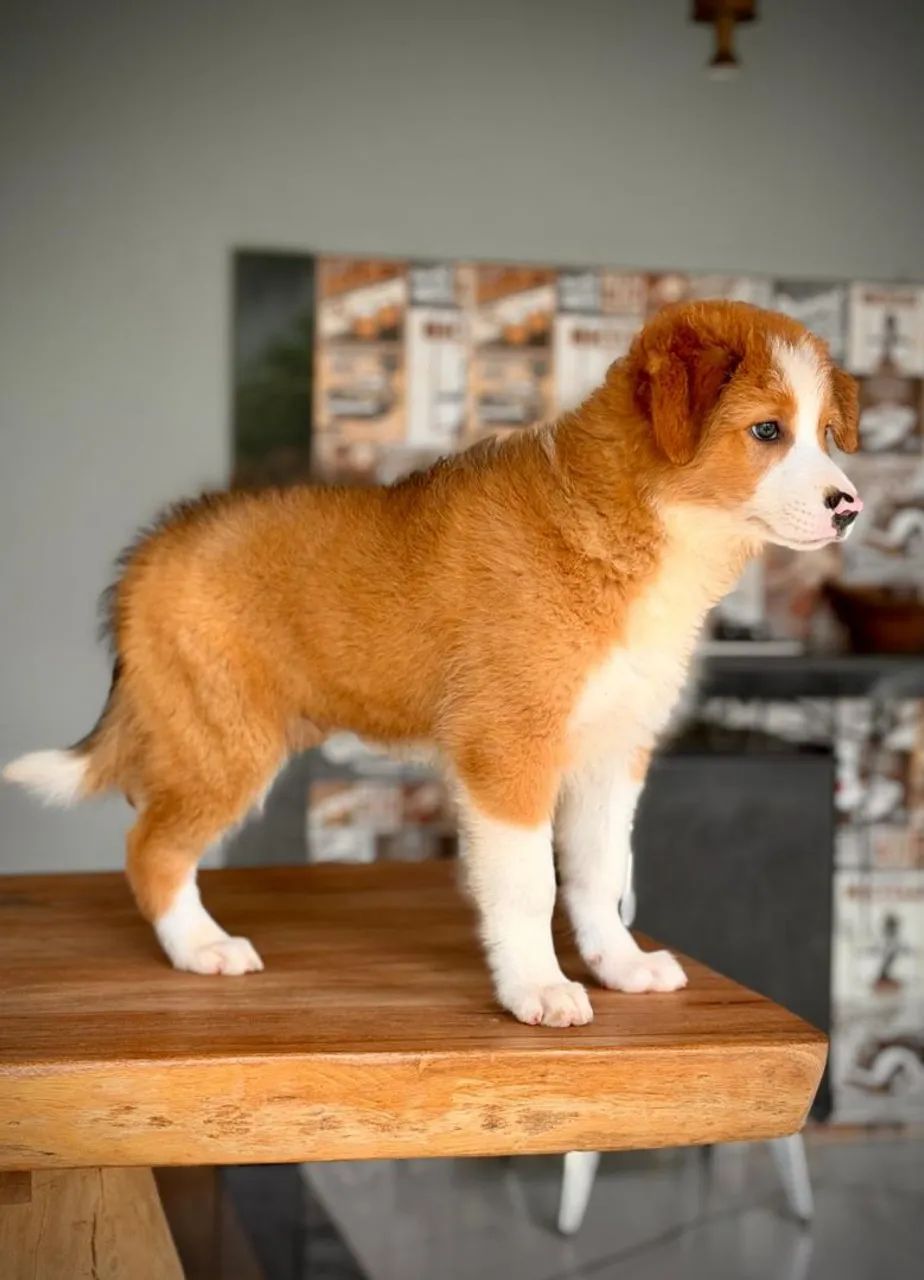 Border collie para campos 