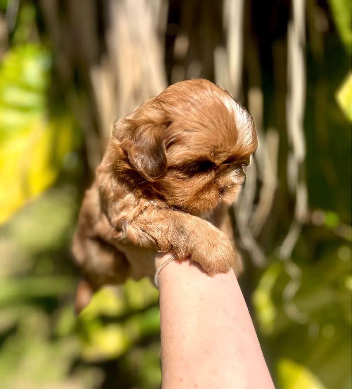 Shih tzu macho  - Foto 2