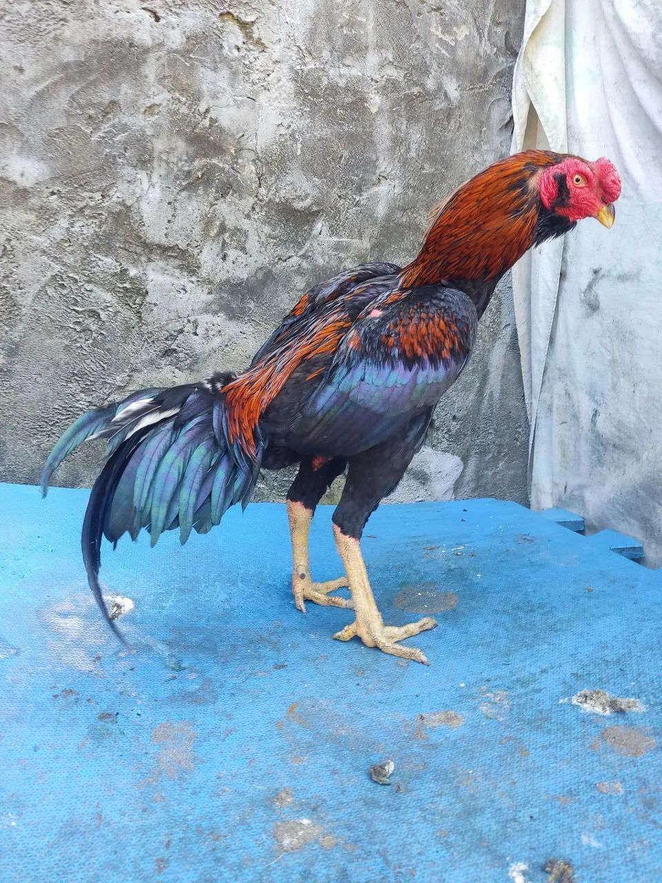 Frango - Foto 2