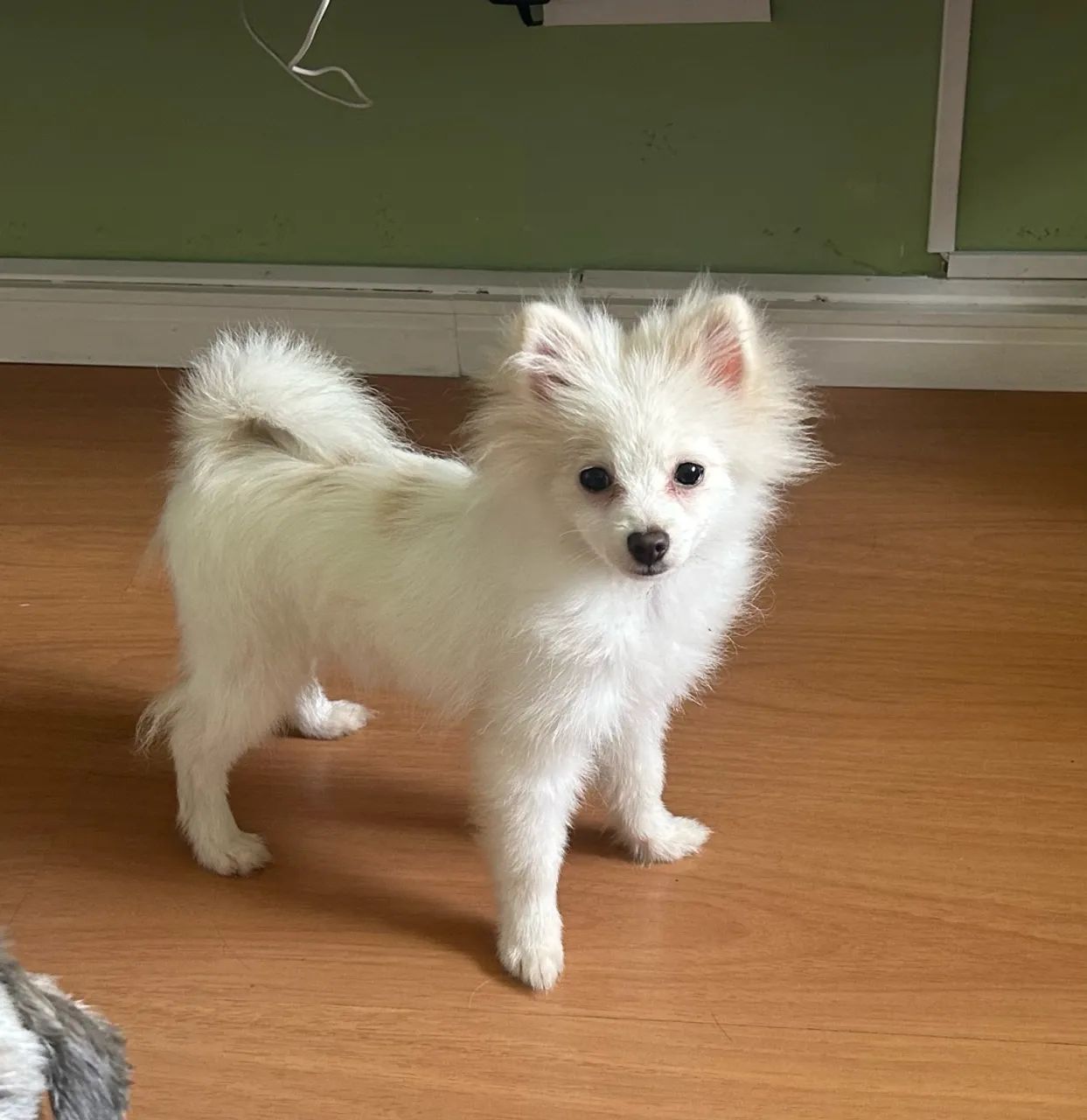 Spitz Alemão 