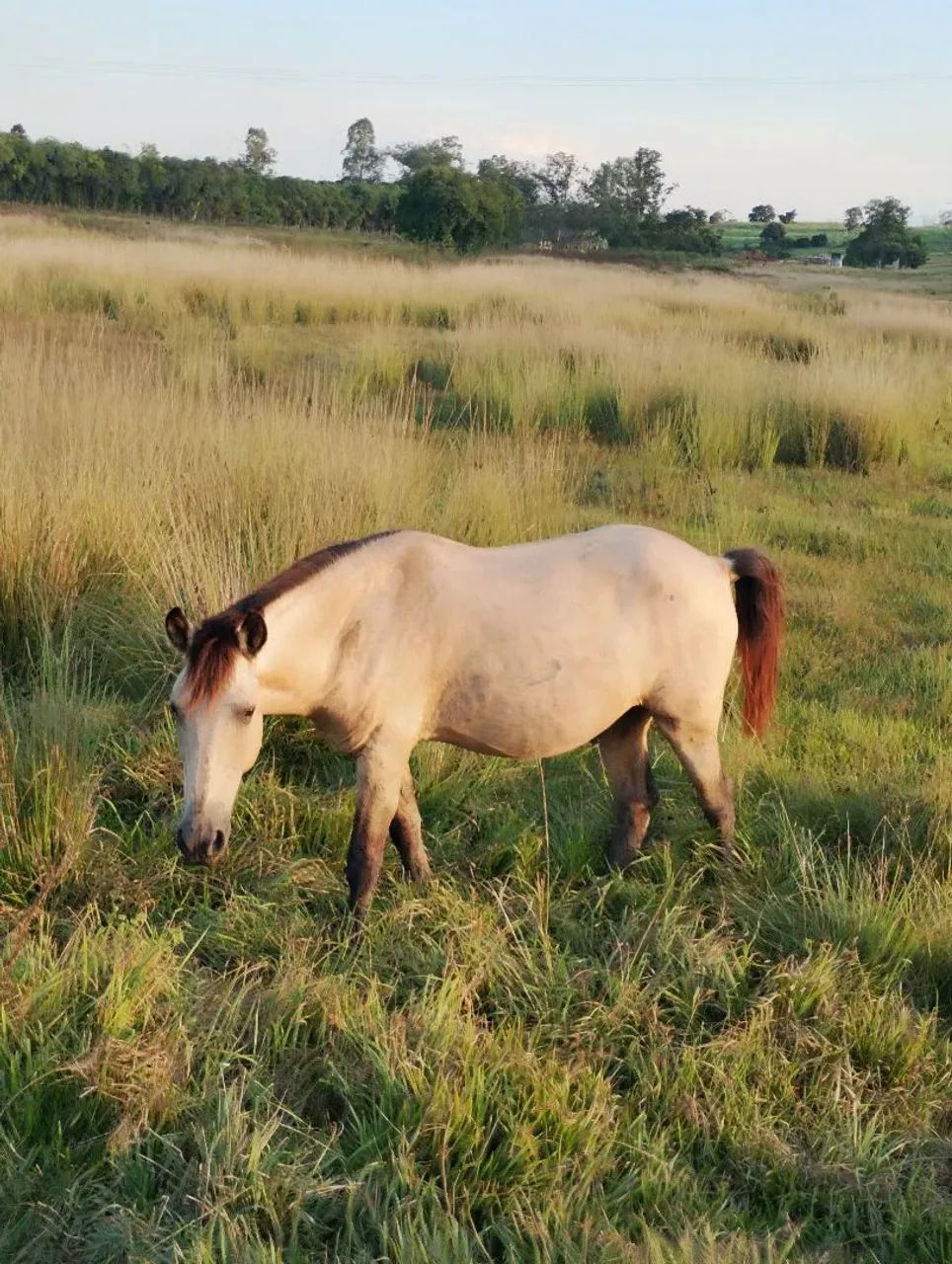 Cavalo Manso - Foto 3
