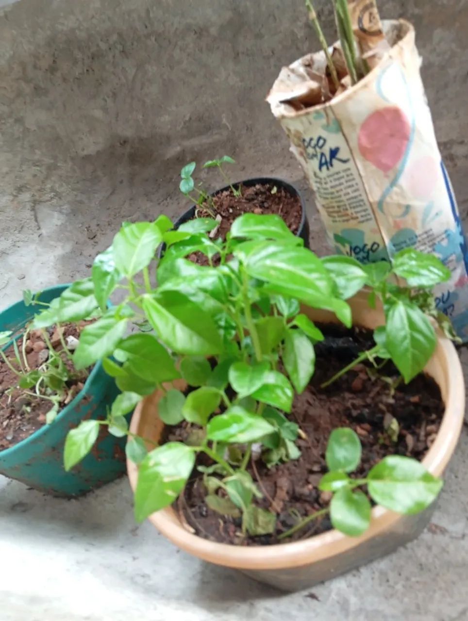 Vendo mudas de maracujá  - Foto 4