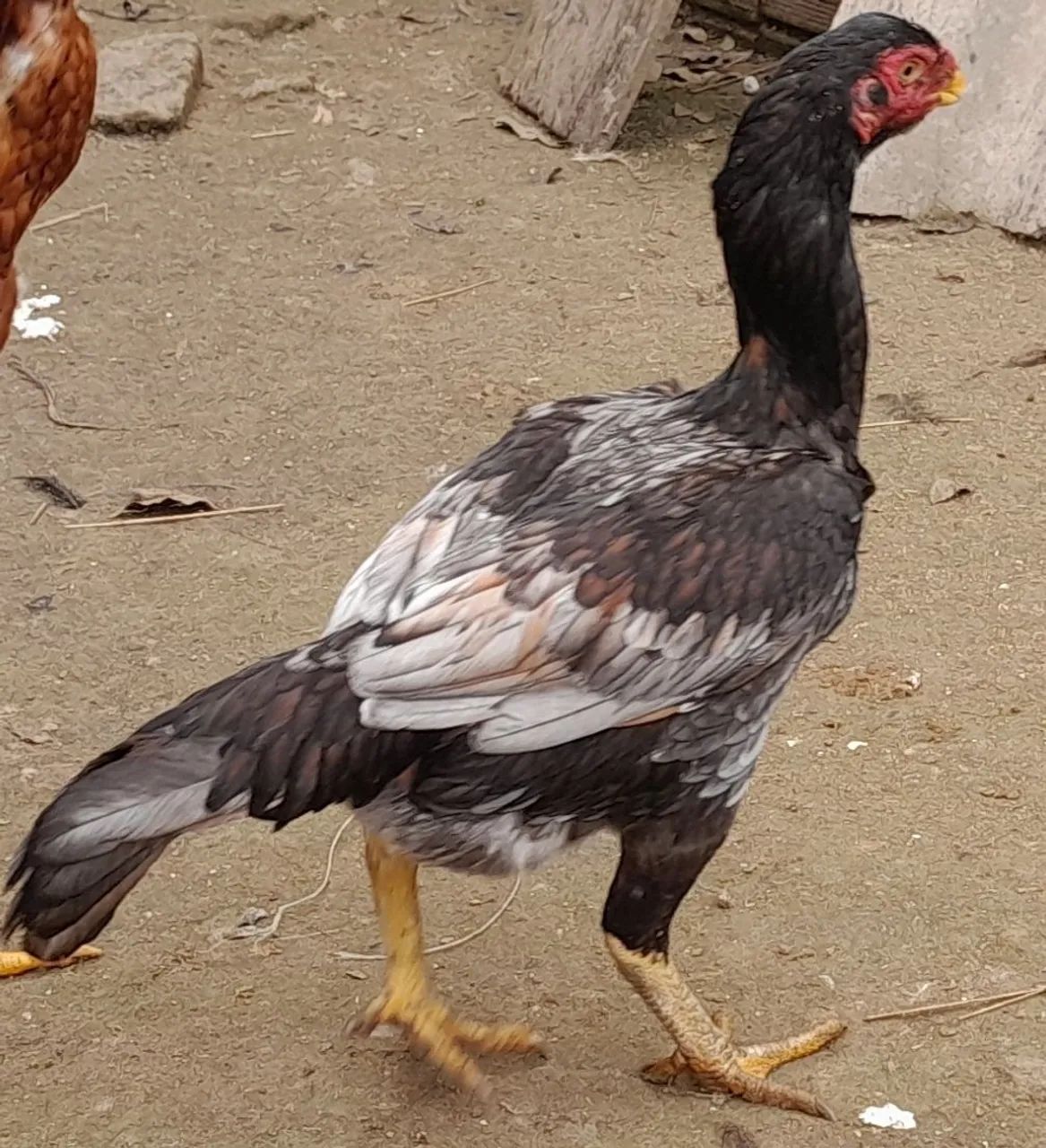 Galinha - Foto 2