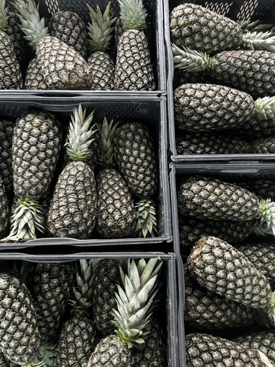 Prestador de Serviço - Descarregamento e Carregamento de Frutas - Foto 4