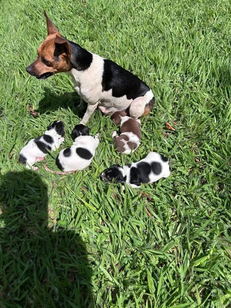 Filhotes de fox paulistinha  - Foto 2