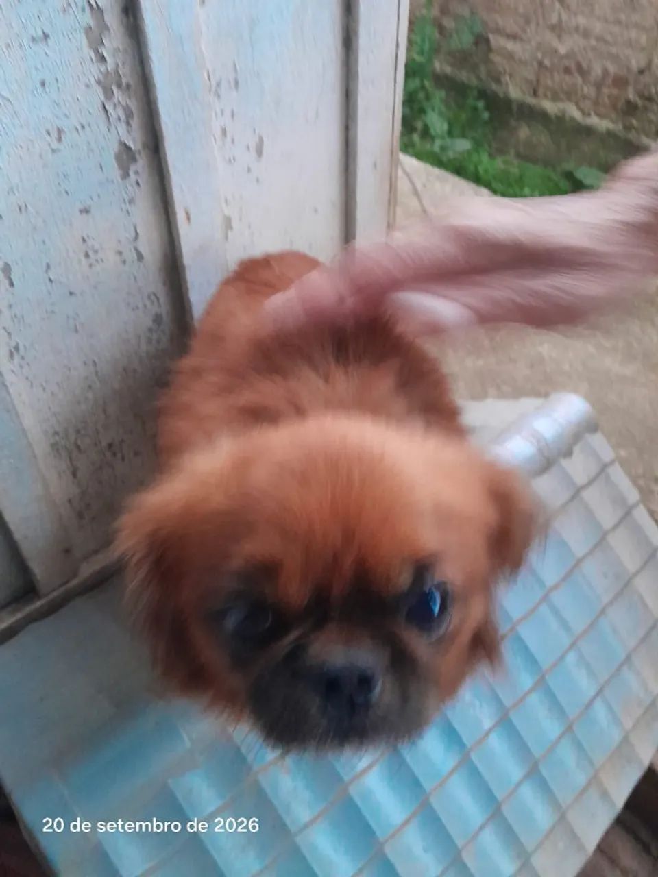 cachorro - Foto 3