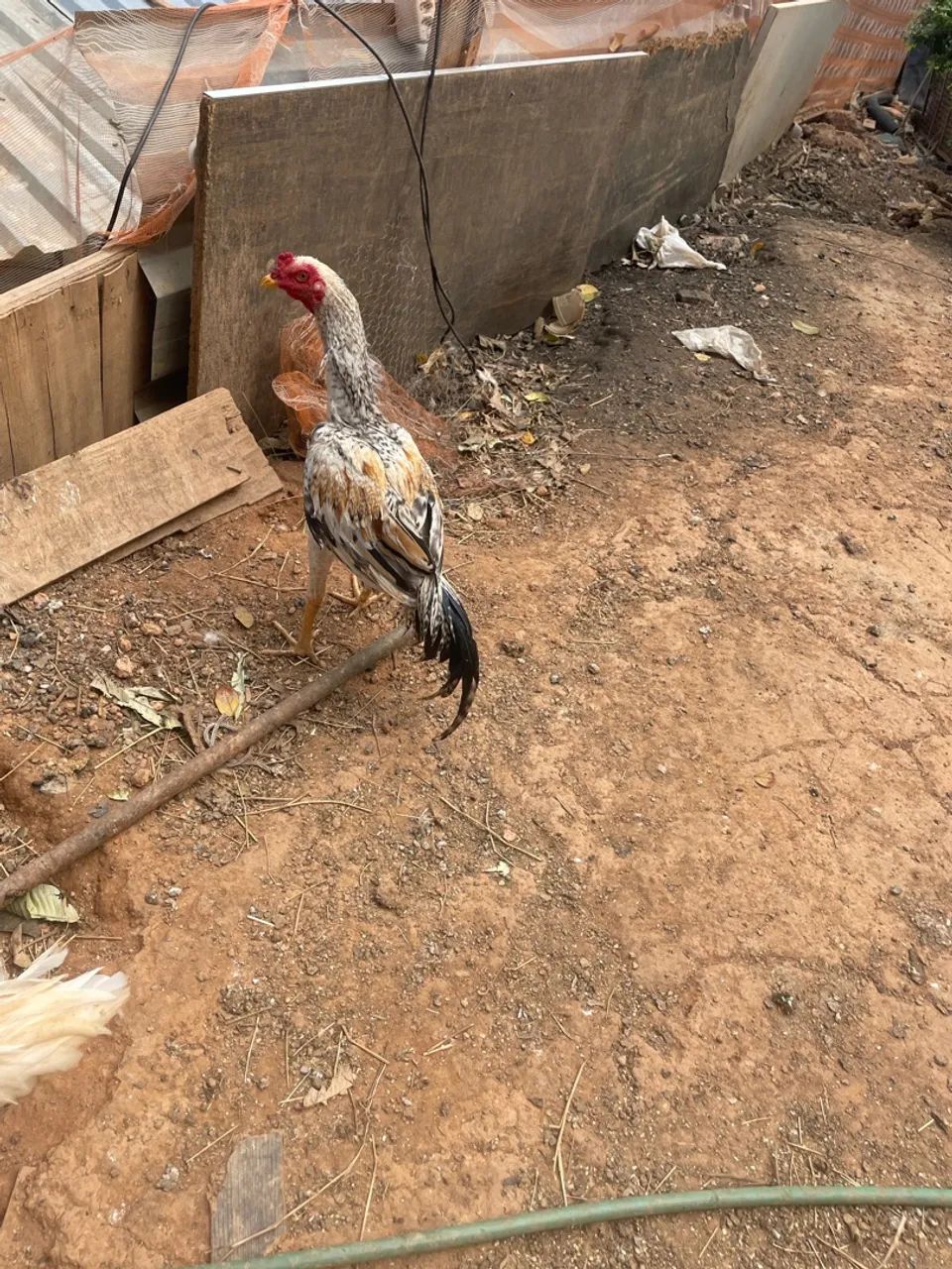 Frango pedrez - Foto 2