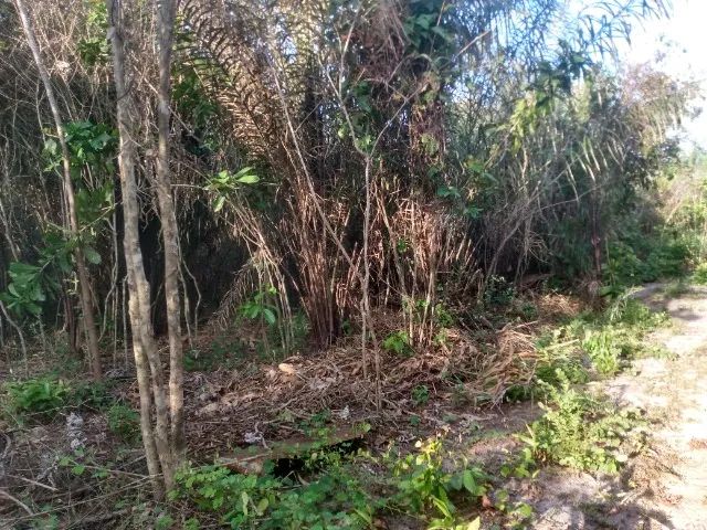 VENDO 1 HECTARE DE TERRA  - Foto 2