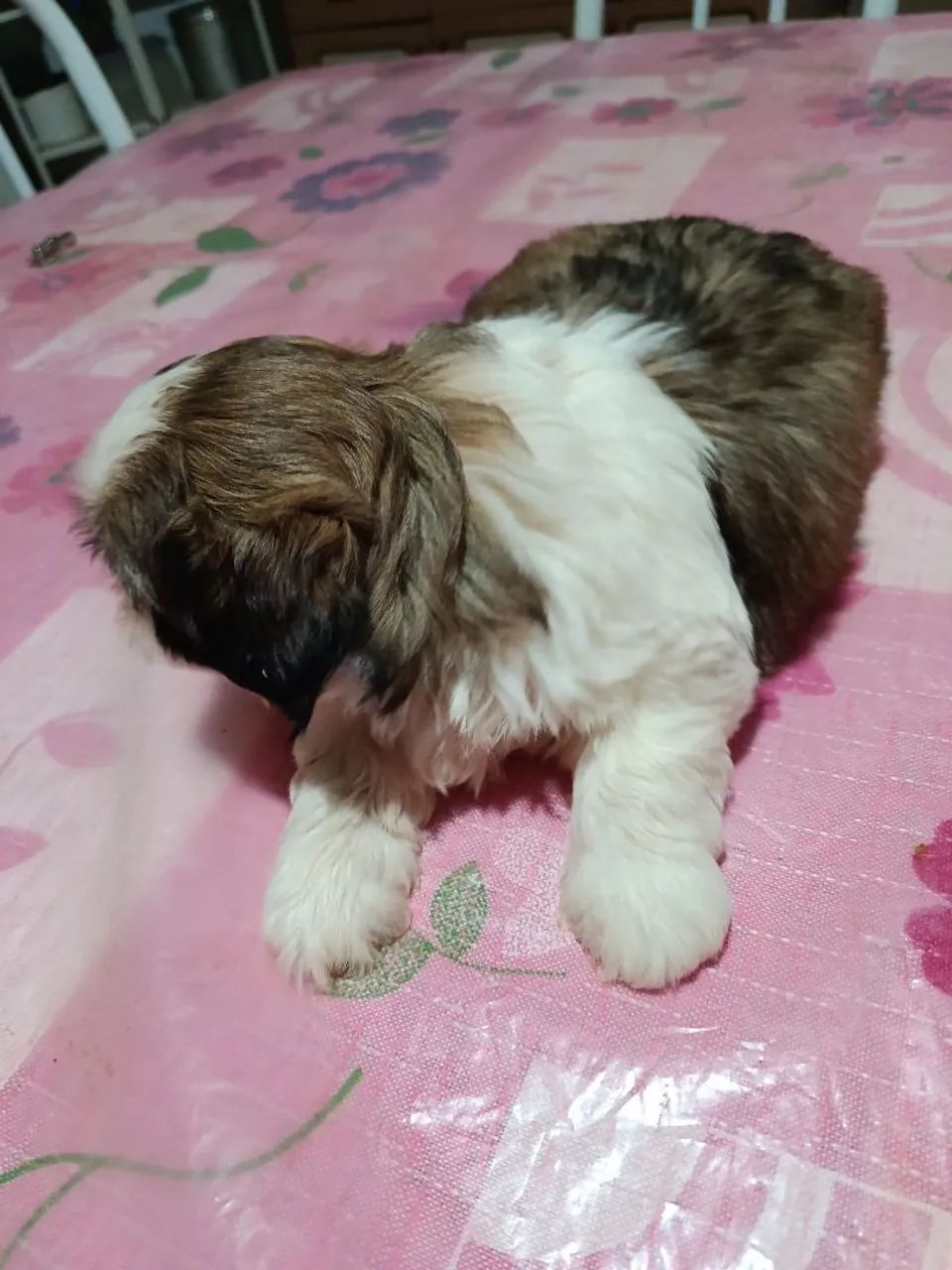 Cachorro Shitzu  - Foto 4