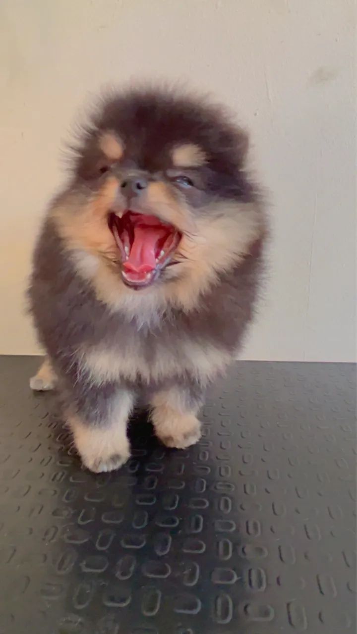 Spitz Alemão 