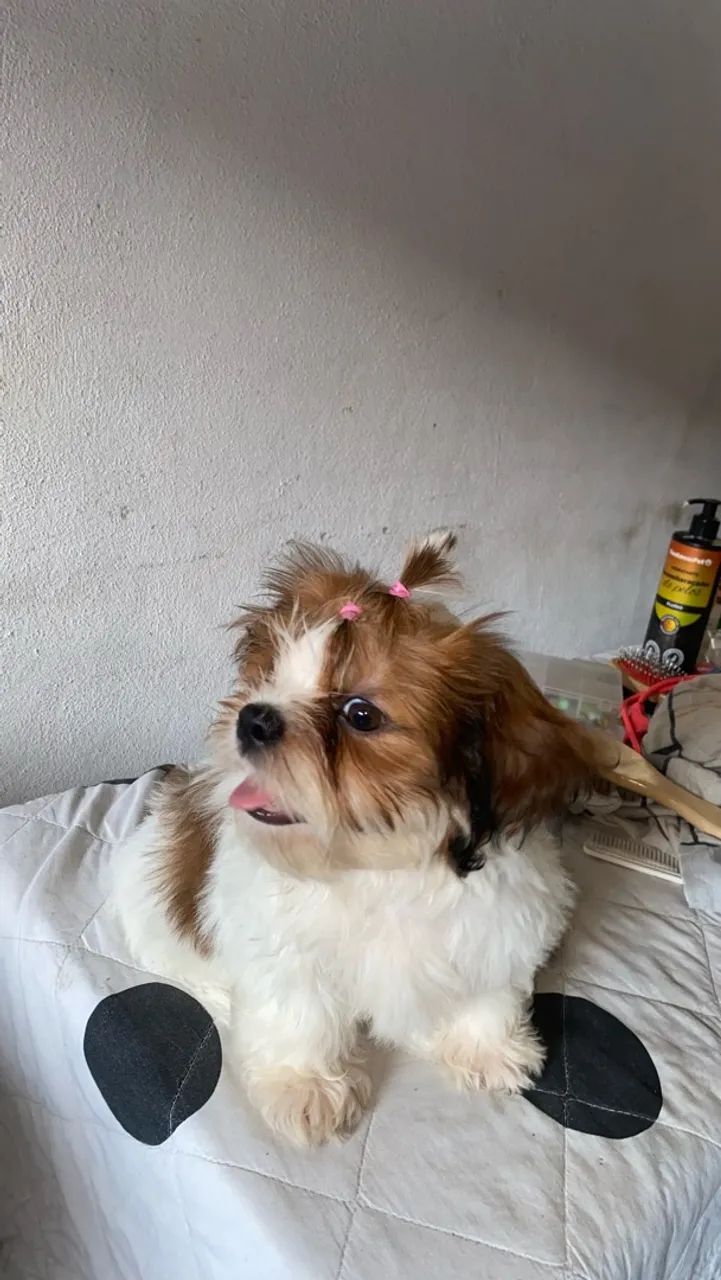 Shitzu puro fêmea  - Foto 3