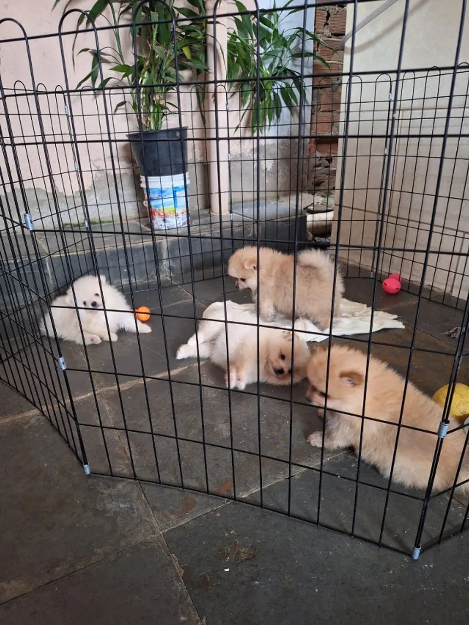 cachorro - Foto 2