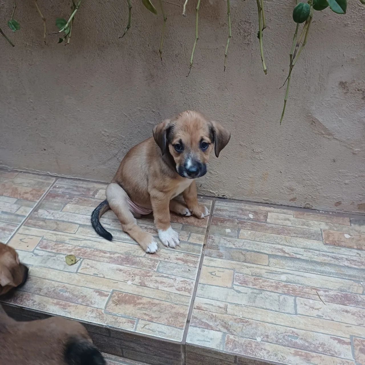 Doação de cachorrinhos.  - Foto 5