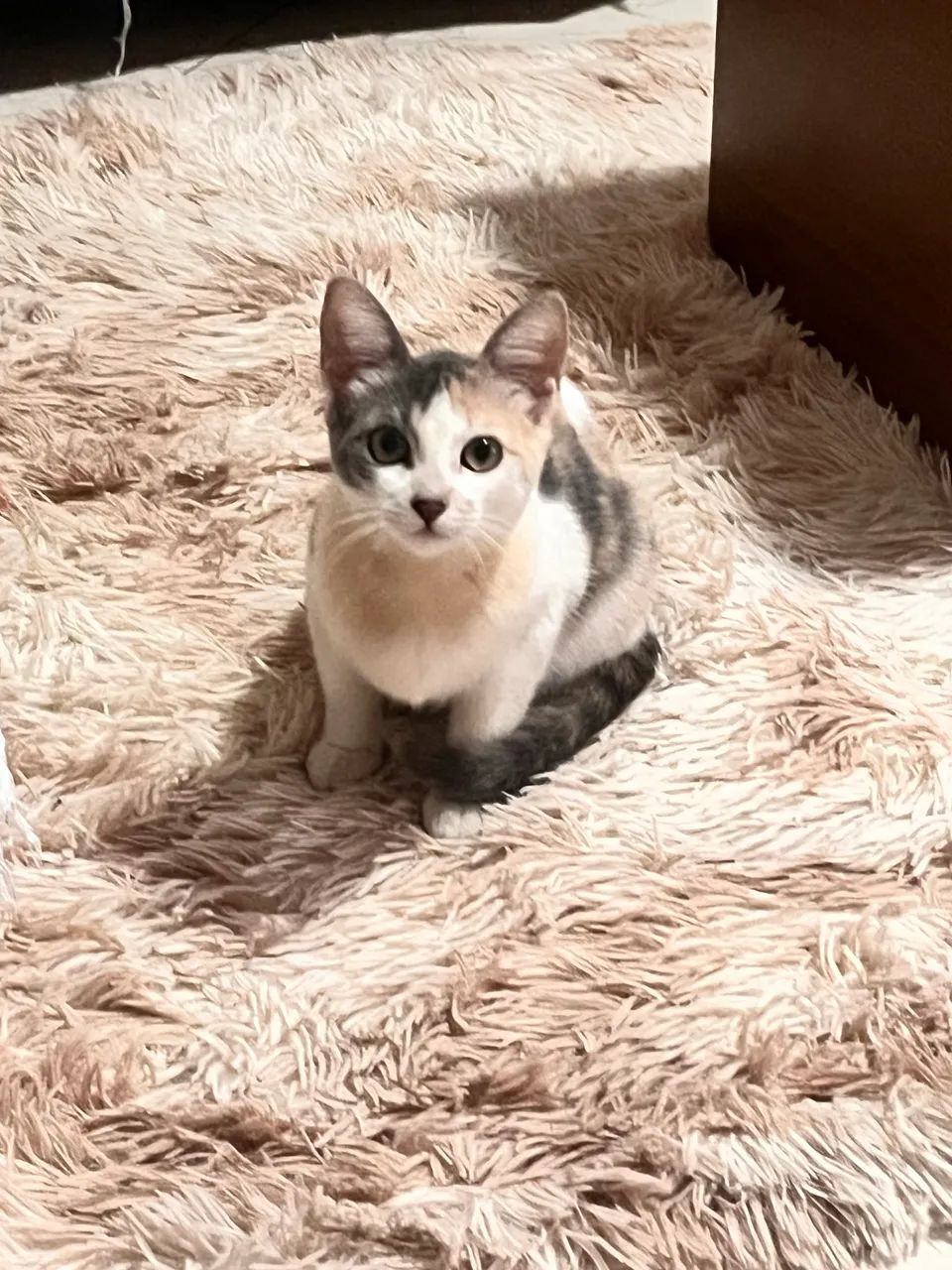 Gatinha - Foto 4
