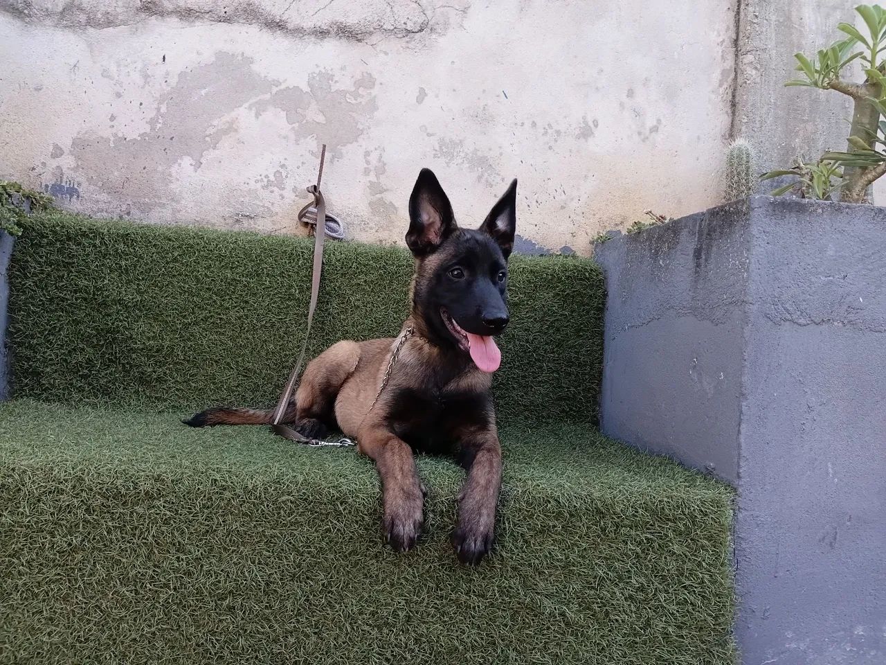 Pastor belga 10× sem juros  - Foto 5