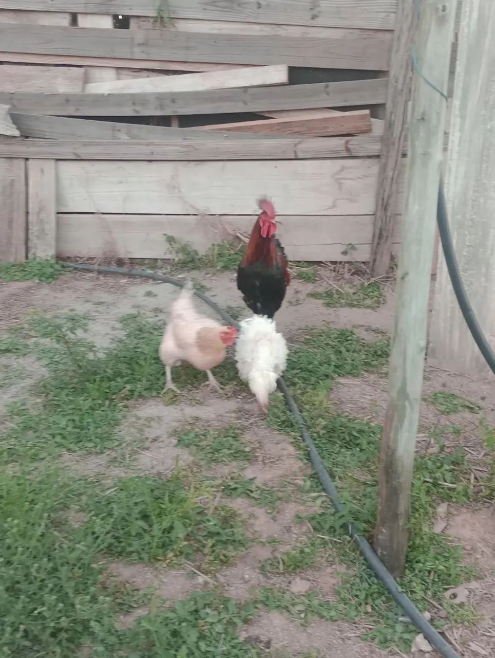 Frango e franga caipira