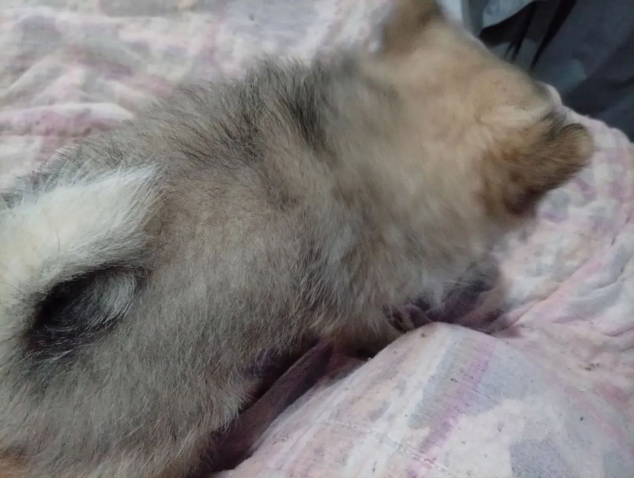 Spitz alemão macho - Foto 3