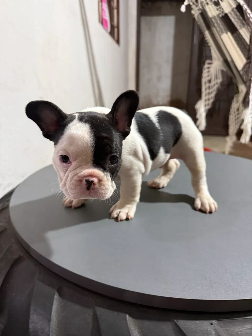 Buldogue francês  - Foto 3