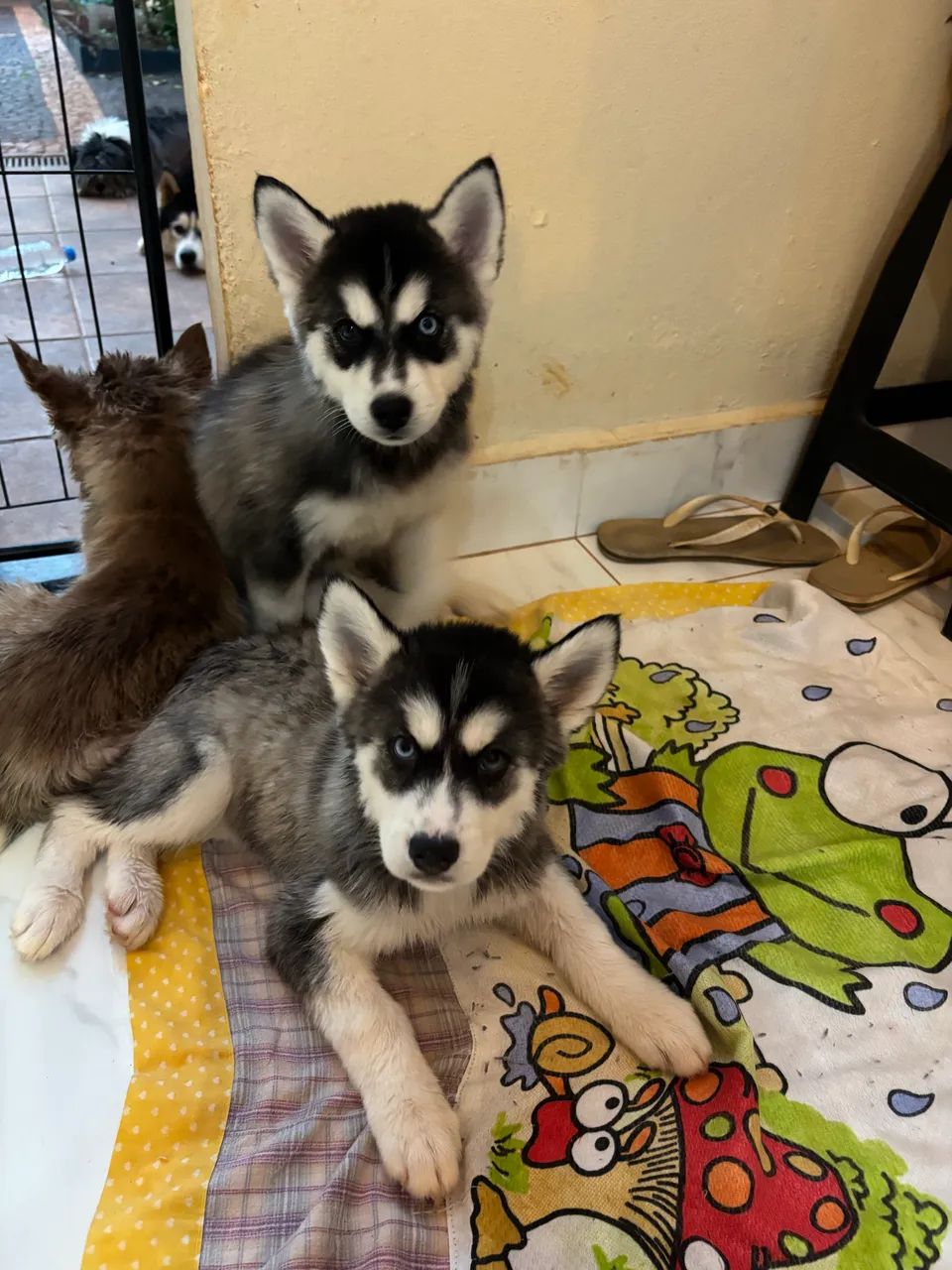 Husky Siberiano - Foto 4