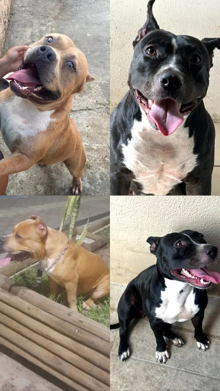 Pets 
