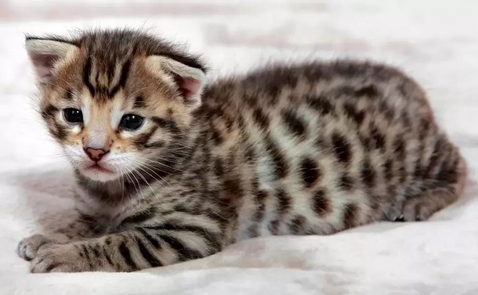 Bengal  - Foto 2