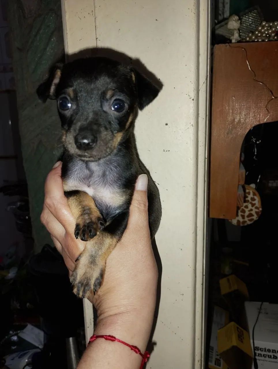 Pinscher macho  - Foto 5