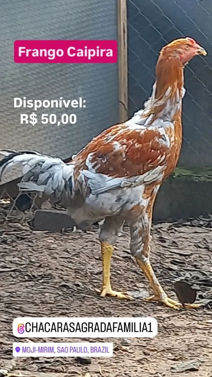 Frango Caipira Cinza