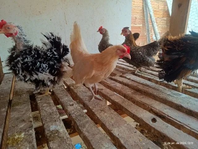 Mini Galizé  - Foto 3