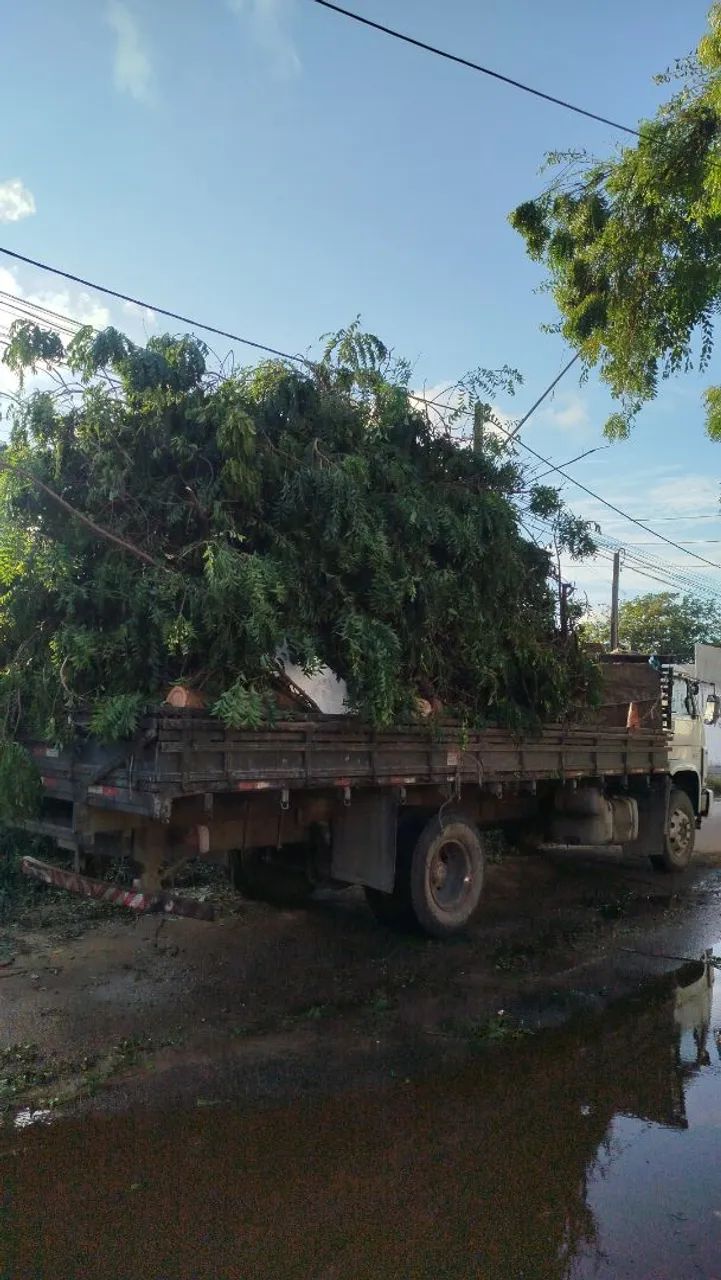 Serviço de podas. - Foto 6