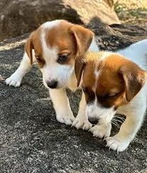 O Jack Russell explorou o jardim sem parar.