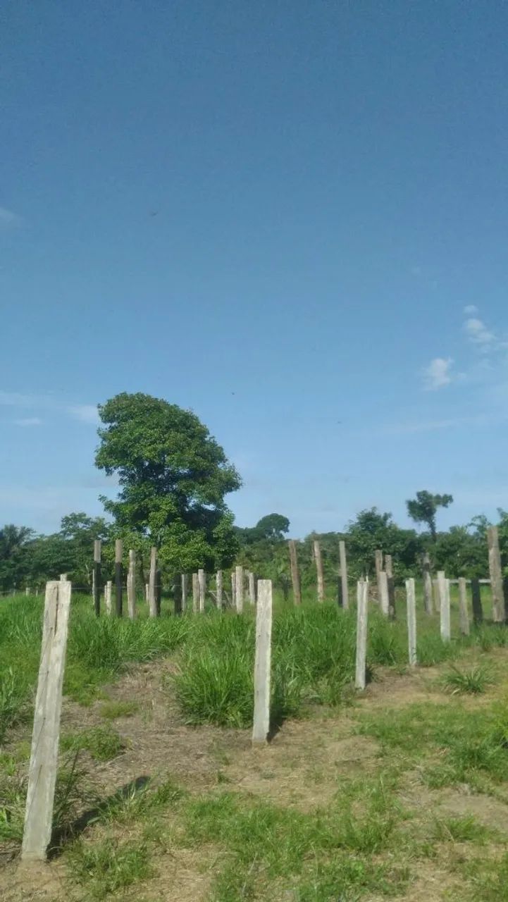 Vendo um ótimo sítio  - Foto 3