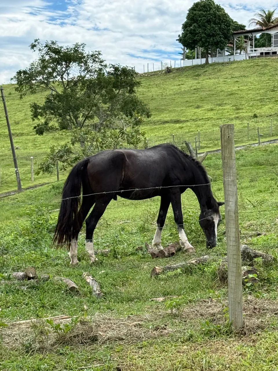 Cavalo de sela