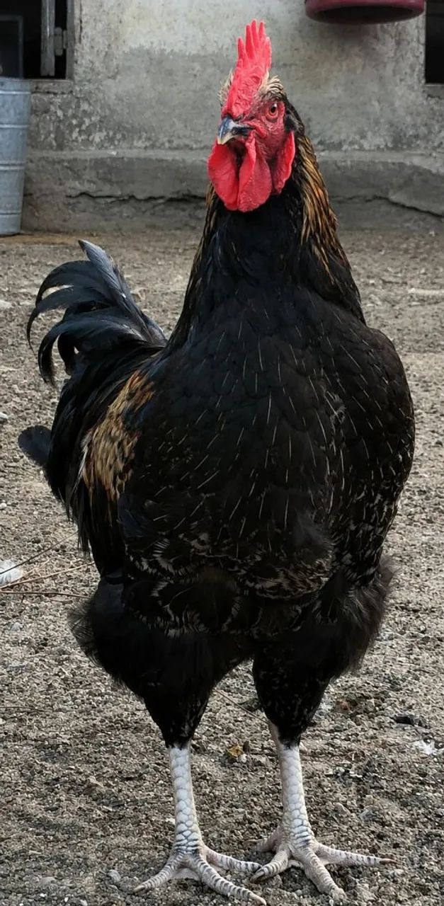 Galos - Foto 2