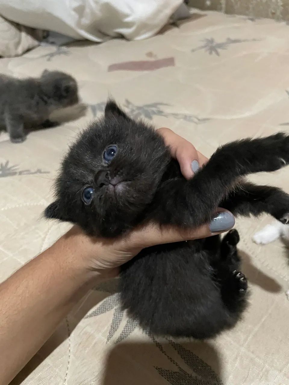 Doação de Gatinhos  - Foto 5