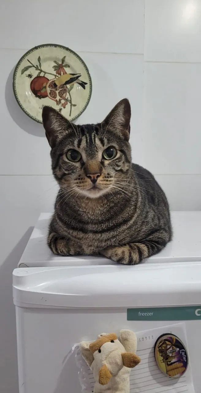 Gata tigrada para adoção  - Foto 5