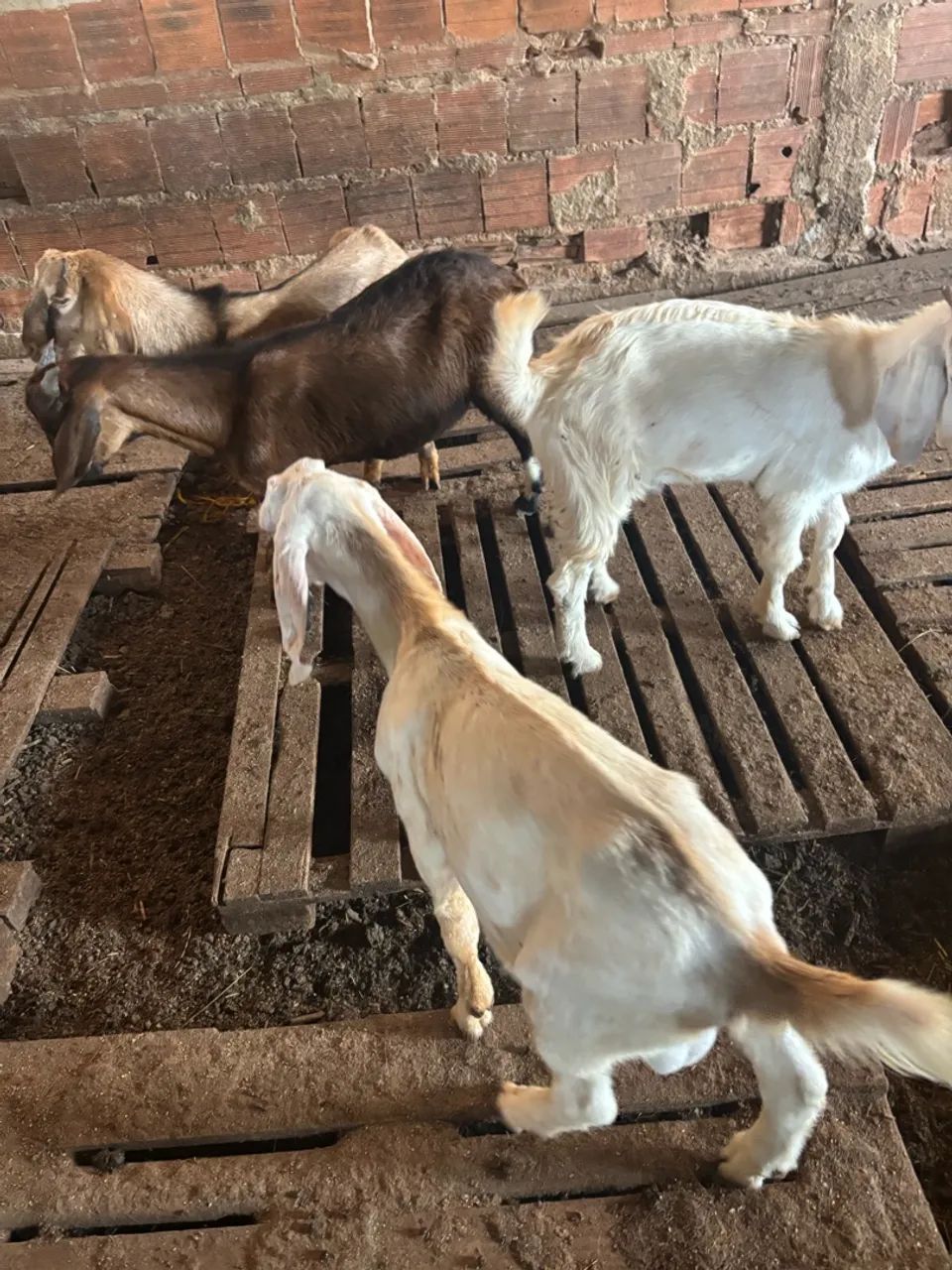 Cabrito e cabrita  - Foto 2