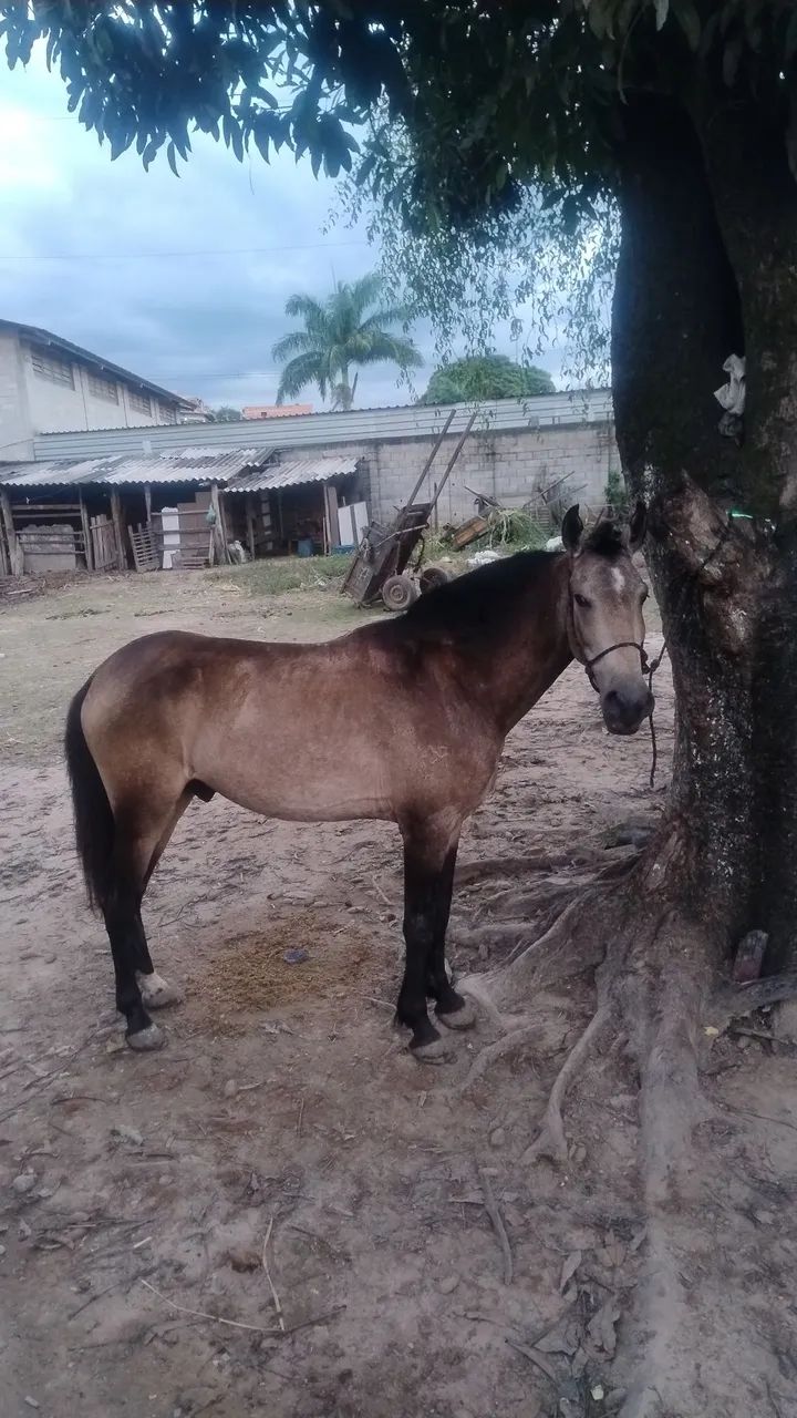 Cavalo macho capado em treinamento, manso e aceita ser montado, 4anos ou menos - Foto 2
