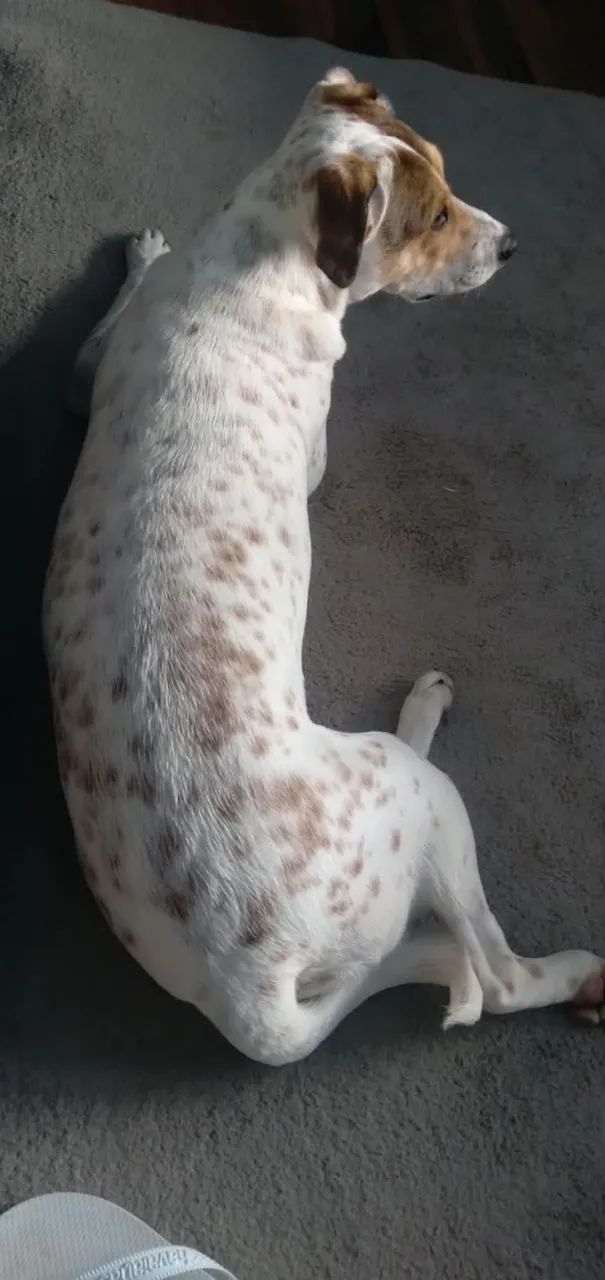 Cachorrinha para doação.  - Foto 4