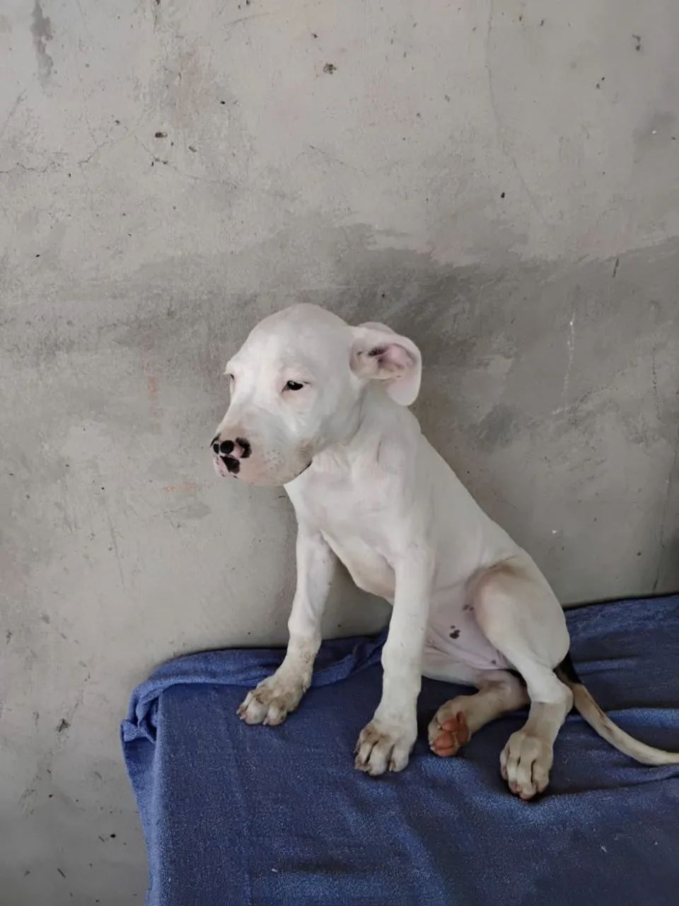DOGO ARGENTINO  - Foto 2